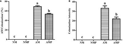 Effect of the AM Fungus Sieverdingia tortuosa on Common Vetch Responses to an Anthracnose Pathogen